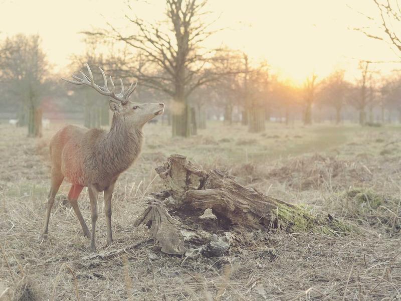 Beebiriided 0-6 kuud pakk 20 tk